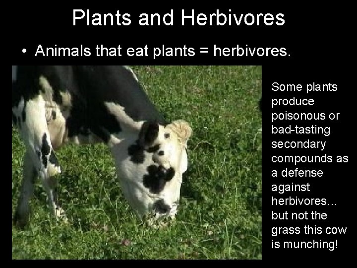Plants and Herbivores • Animals that eat plants = herbivores. Some plants produce poisonous
