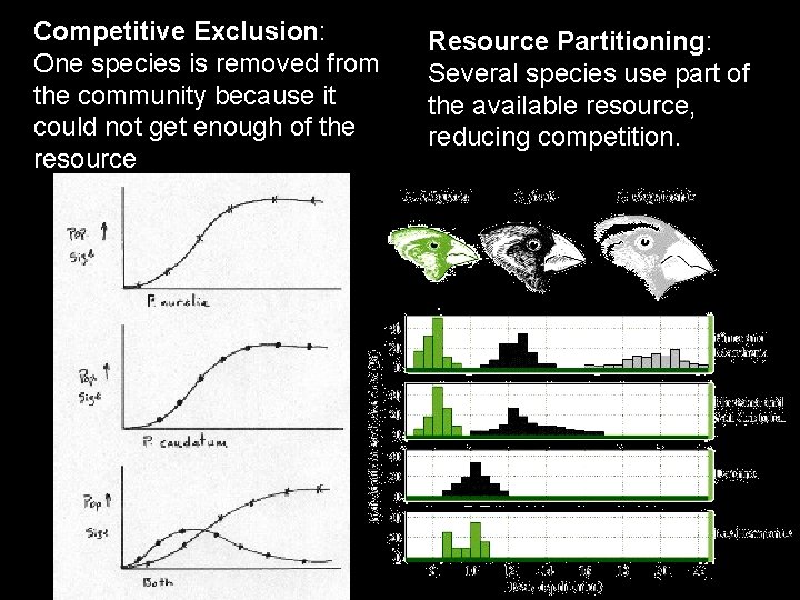 Competitive Exclusion: One species is removed from the community because it could not get