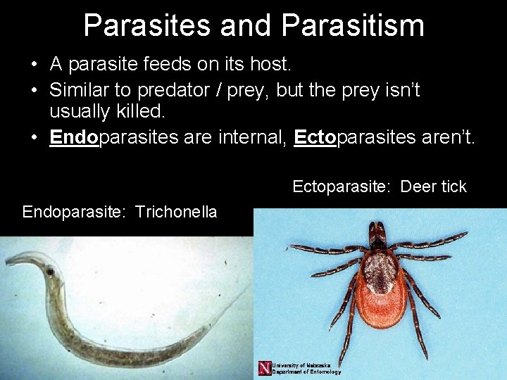 Parasites and Parasitism • A parasite feeds on its host. • Similar to predator