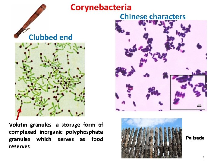 Corynebacteria Chinese characters Clubbed end Volutin granules a storage form of complexed inorganic polyphosphate
