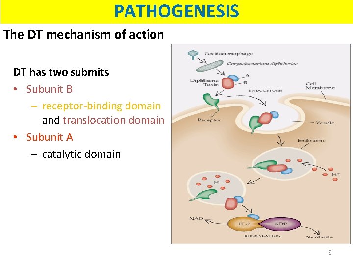 PATHOGENESIS The DT mechanism of action DT has two submits • Subunit B –