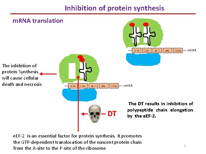 Inhibition of protein synthesis m. RNA translation The inhibition of protein Synthesis will cause