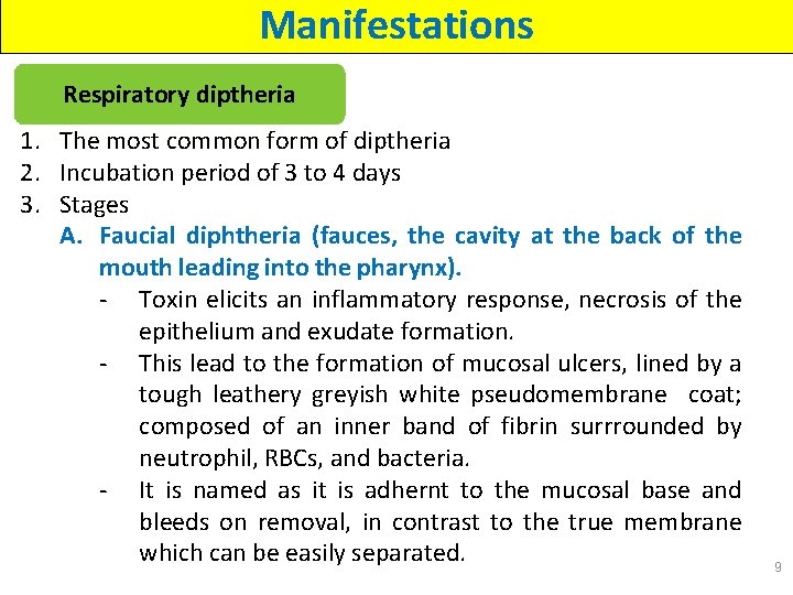 Manifestations Respiratory diptheria 1. The most common form of diptheria 2. Incubation period of