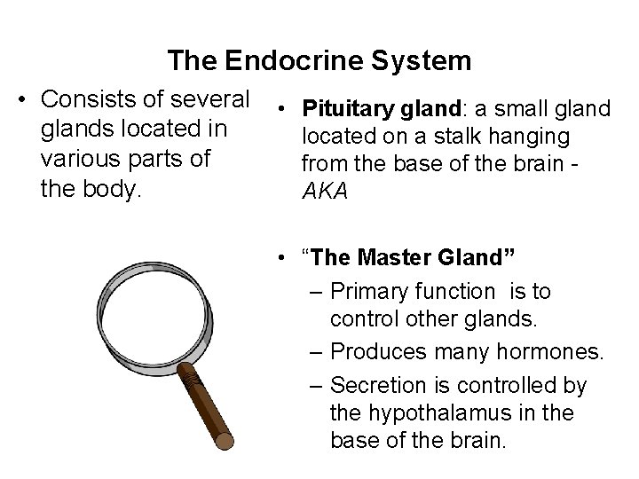 The Endocrine System • Consists of several glands located in various parts of the