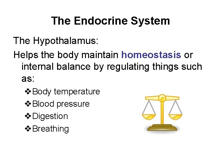 The Endocrine System The Hypothalamus: Helps the body maintain homeostasis or internal balance by