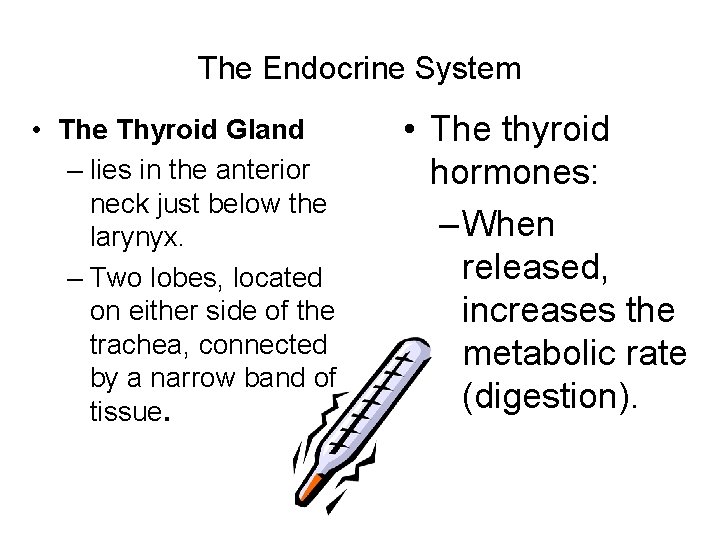 The Endocrine System • The Thyroid Gland – lies in the anterior neck just