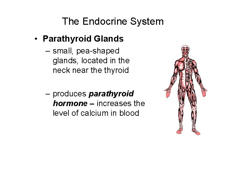 The Endocrine System • Parathyroid Glands – small, pea-shaped glands, located in the neck