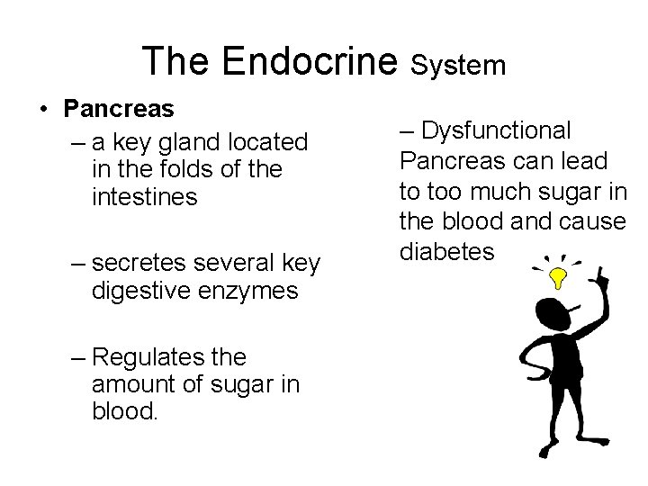 The Endocrine System • Pancreas – a key gland located in the folds of