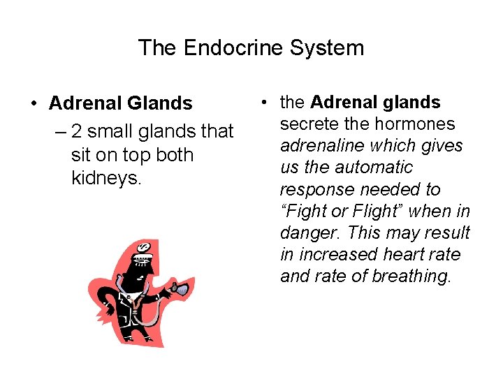 The Endocrine System • Adrenal Glands – 2 small glands that sit on top
