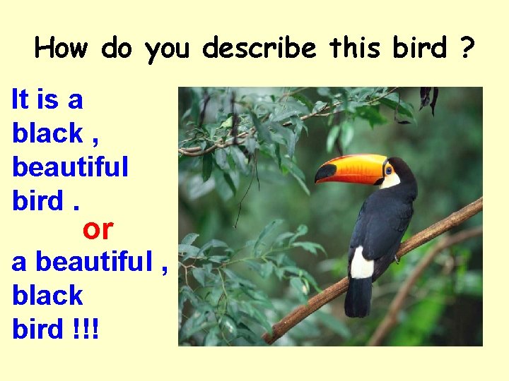 How do you describe this bird ? It is a black , beautiful bird.