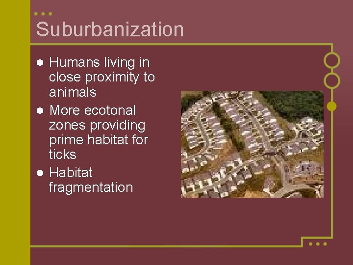 Suburbanization Humans living in close proximity to animals l More ecotonal zones providing prime