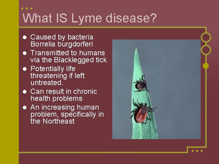 What IS Lyme disease? l l l Caused by bacteria Borrelia burgdorferi Transmitted to