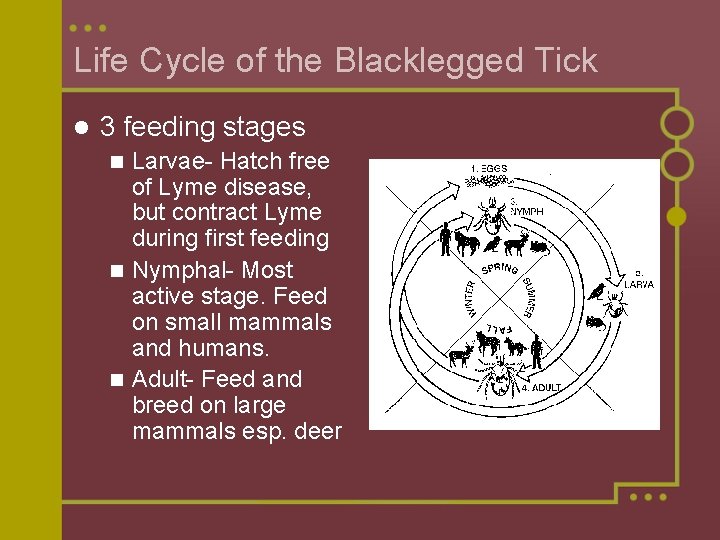Life Cycle of the Blacklegged Tick l 3 feeding stages Larvae- Hatch free of