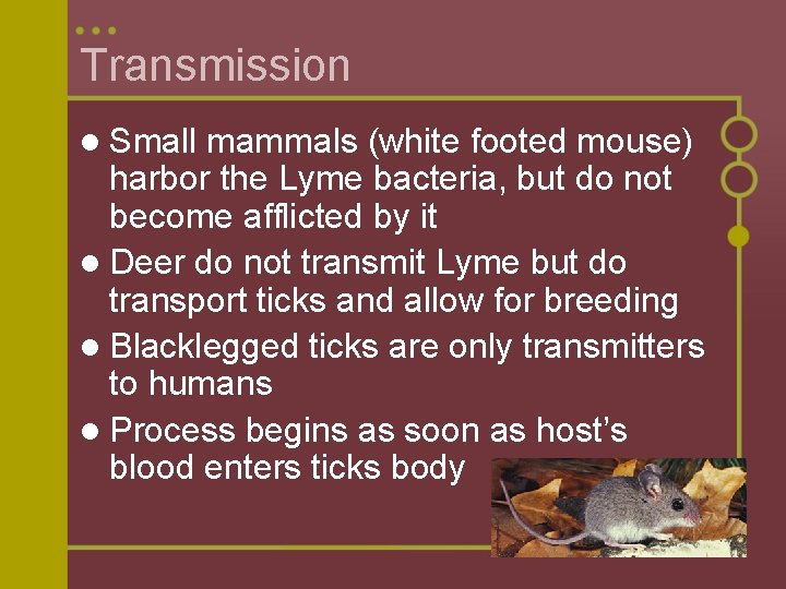 Transmission l Small mammals (white footed mouse) harbor the Lyme bacteria, but do not
