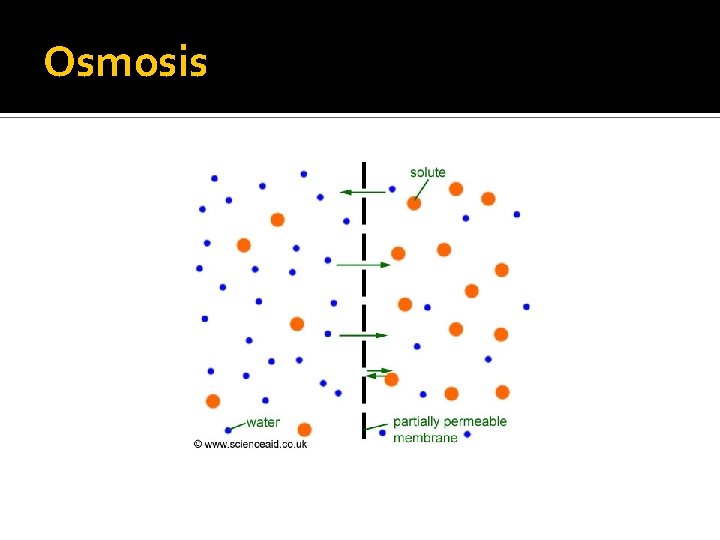 Osmosis 