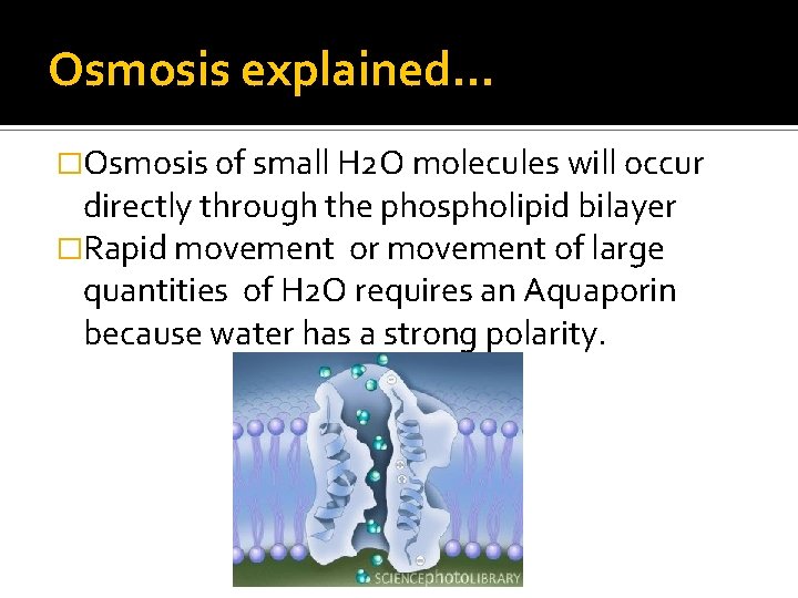 Osmosis explained. . . �Osmosis of small H 2 O molecules will occur directly
