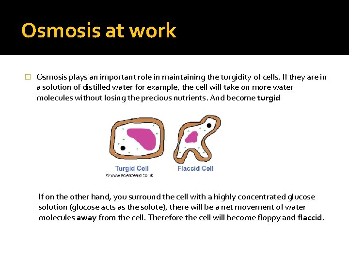 Osmosis at work � Osmosis plays an important role in maintaining the turgidity of