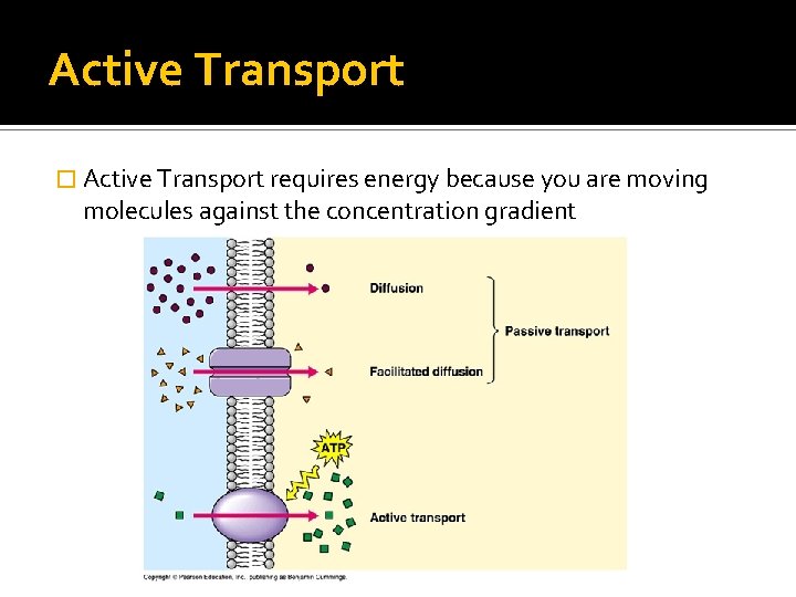 Active Transport � Active Transport requires energy because you are moving molecules against the