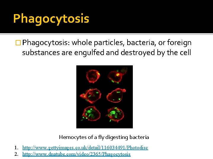 Phagocytosis � Phagocytosis: whole particles, bacteria, or foreign substances are engulfed and destroyed by