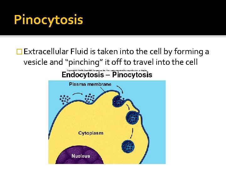 Pinocytosis � Extracellular Fluid is taken into the cell by forming a vesicle and