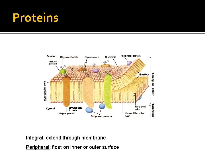 Proteins Integral: extend through membrane Peripheral: float on inner or outer surface 