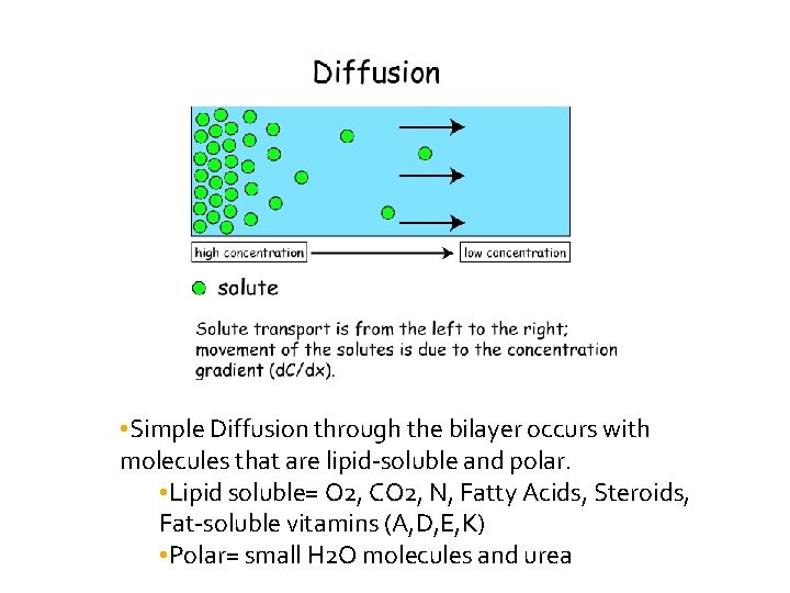  • Simple Diffusion through the bilayer occurs with molecules that are lipid-soluble and