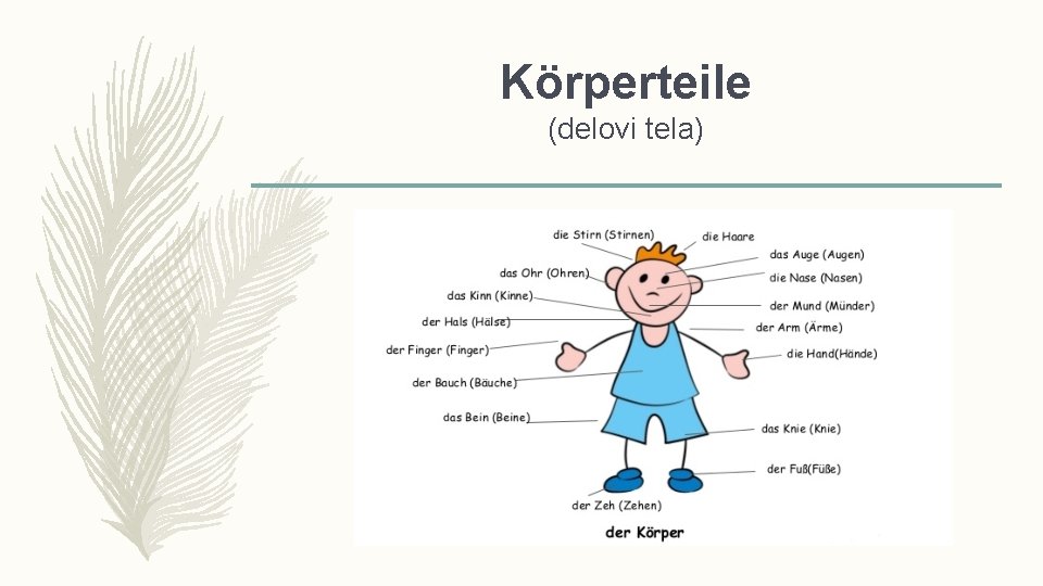 Körperteile (delovi tela) 