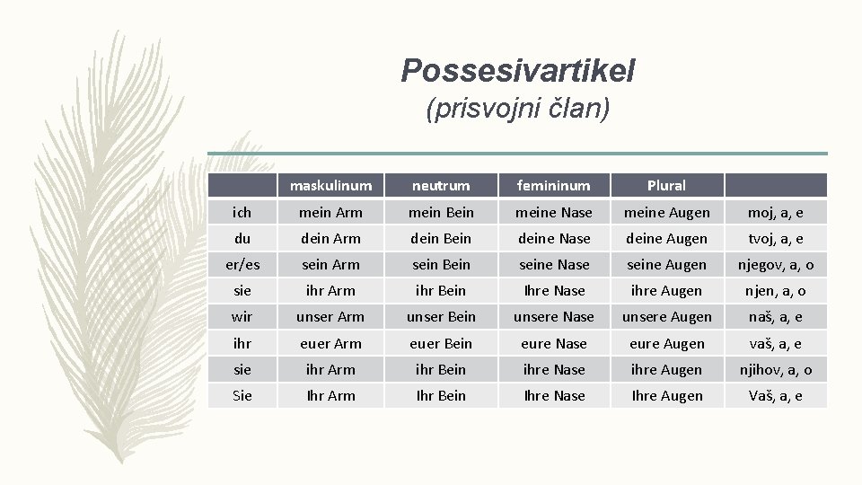 Possesivartikel (prisvojni član) maskulinum neutrum femininum Plural ich mein Arm mein Bein meine Nase