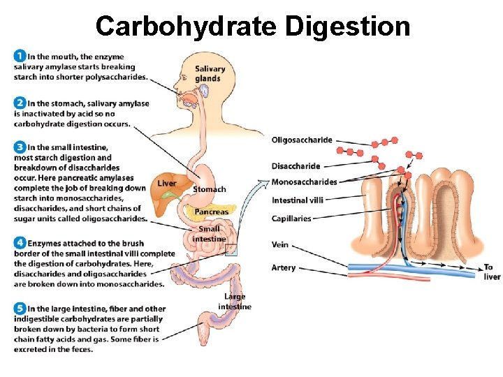 Carbohydrate Digestion 