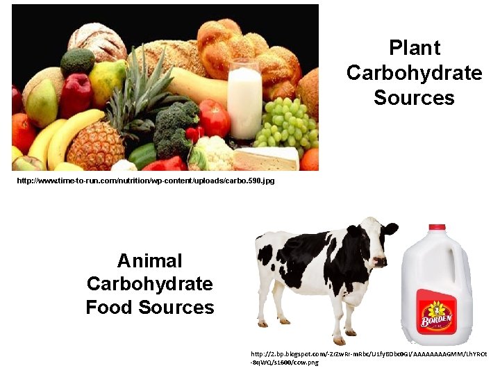 Plant Carbohydrate Sources http: //www. time-to-run. com/nutrition/wp-content/uploads/carbo. 590. jpg Animal Carbohydrate Food Sources http: