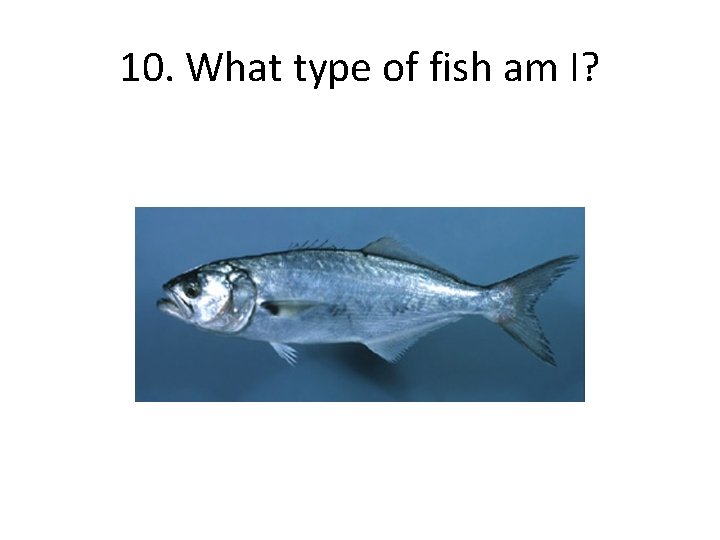 10. What type of fish am I? 