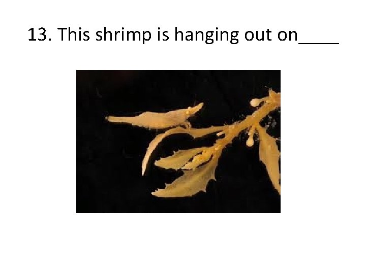 13. This shrimp is hanging out on____ 