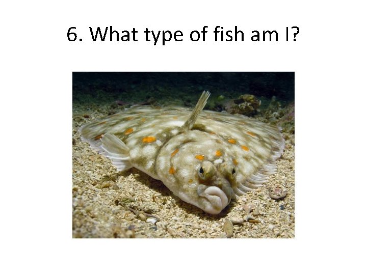 6. What type of fish am I? 