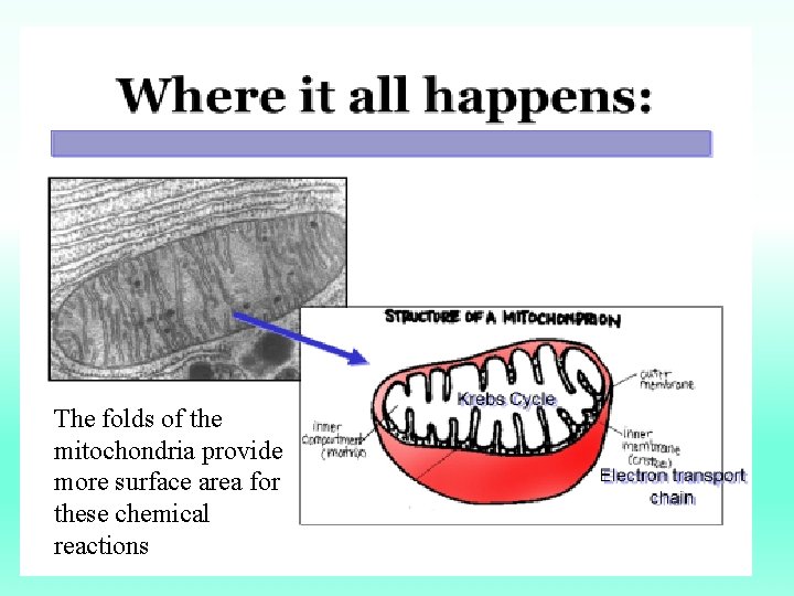 The folds of the mitochondria provide more surface area for these chemical reactions 