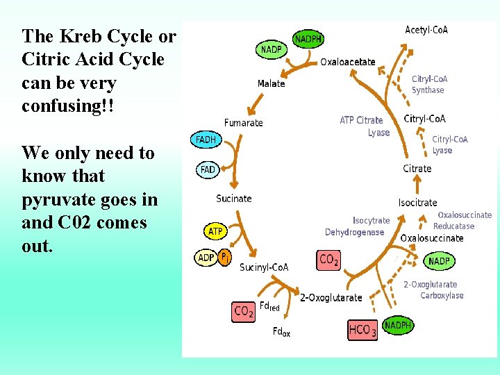 The Kreb Cycle or Citric Acid Cycle can be very confusing!! We only need