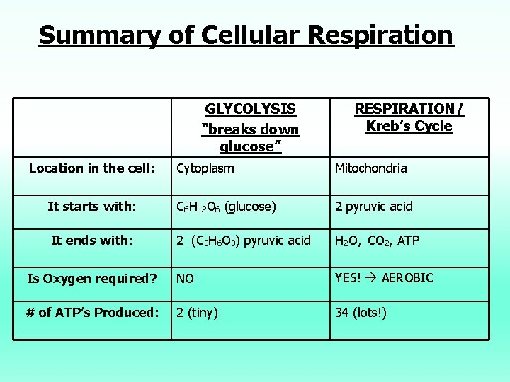 Summary of Cellular Respiration GLYCOLYSIS “breaks down glucose” Location in the cell: RESPIRATION/ Kreb’s