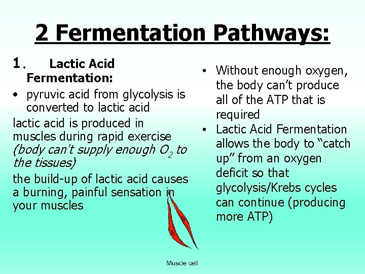 2 Fermentation Pathways: 1. Lactic Acid Fermentation: • pyruvic acid from glycolysis is converted