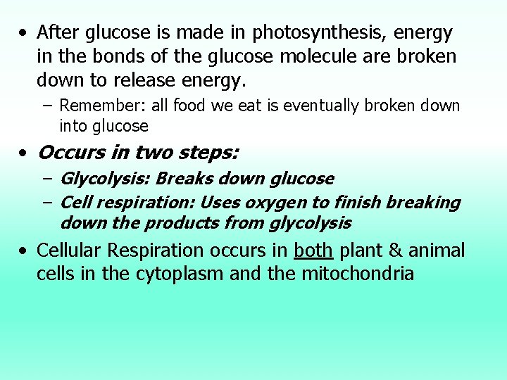  • After glucose is made in photosynthesis, energy in the bonds of the
