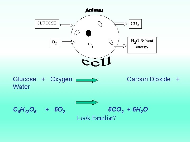 GLUCOSE O 2 Glucose + Oxygen Water C 6 H 12 O 6 +