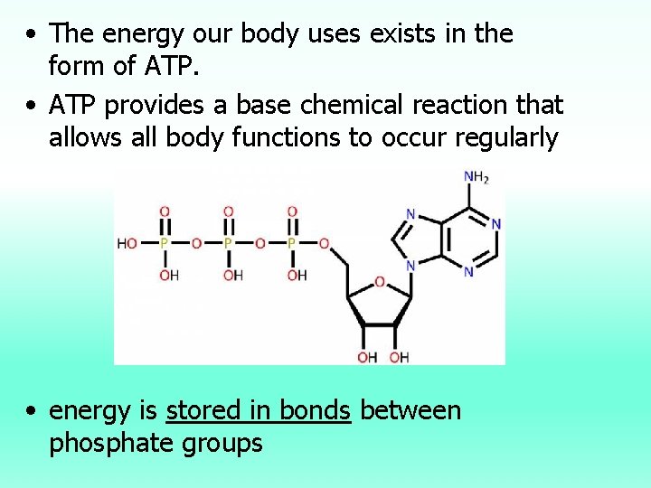  • The energy our body uses exists in the form of ATP. •