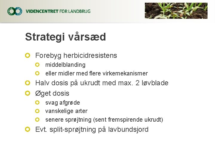 Strategi vårsæd Forebyg herbicidresistens middelblanding eller midler med flere virkemekanismer Halv dosis på ukrudt