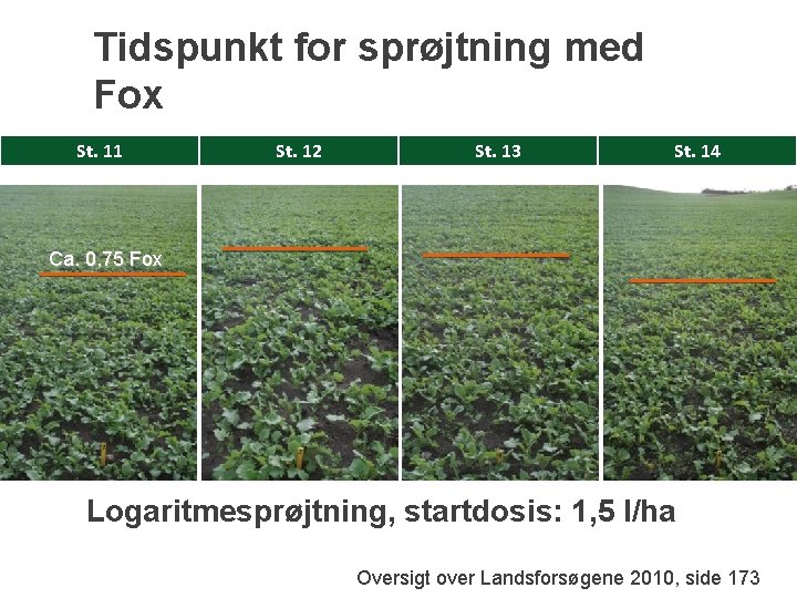 Tidspunkt for sprøjtning med Fox St. 11 St. 12 St. 13 St. 14 Ca.