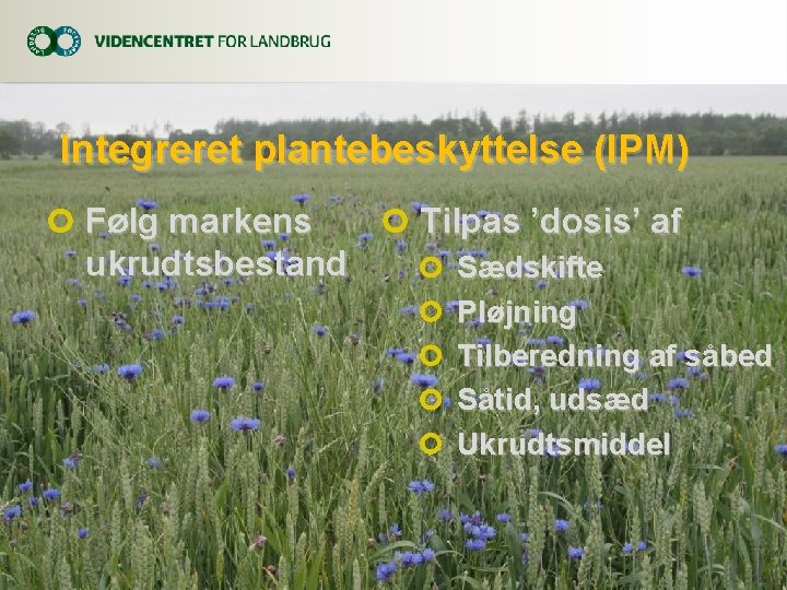 Integreret plantebeskyttelse (IPM) Følg markens ukrudtsbestand Tilpas ’dosis’ af Sædskifte Pløjning Tilberedning af såbed