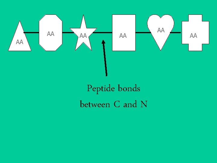 AA AA Peptide bonds between C and N AA AA 