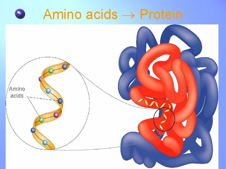 Amino acids Protein Amino acids 