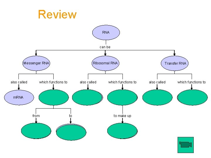 Review RNA can be Messenger RNA also called Ribosomal RNA which functions to m.