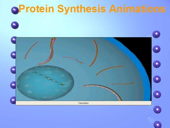 Protein Synthesis Animations 
