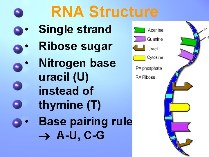 RNA Structure • Single strand • Ribose sugar • Nitrogen base uracil (U) instead