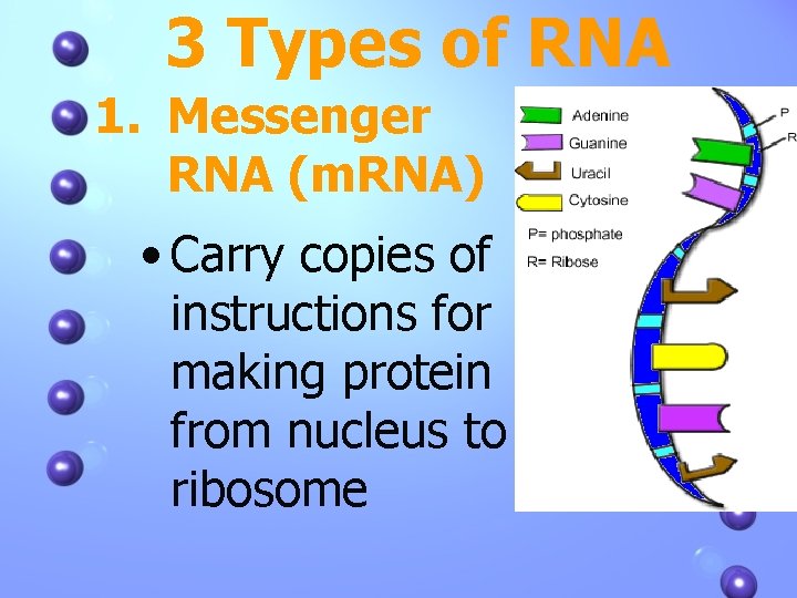 3 Types of RNA 1. Messenger RNA (m. RNA) • Carry copies of instructions