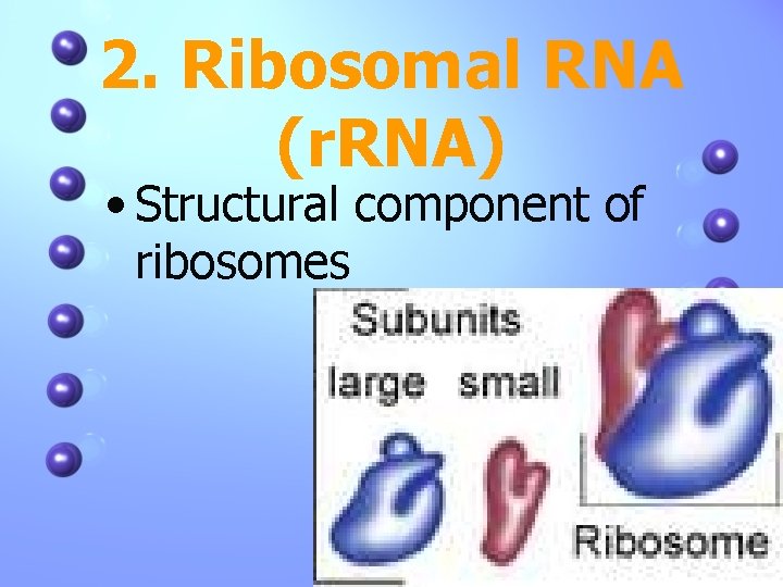 2. Ribosomal RNA (r. RNA) • Structural component of ribosomes 